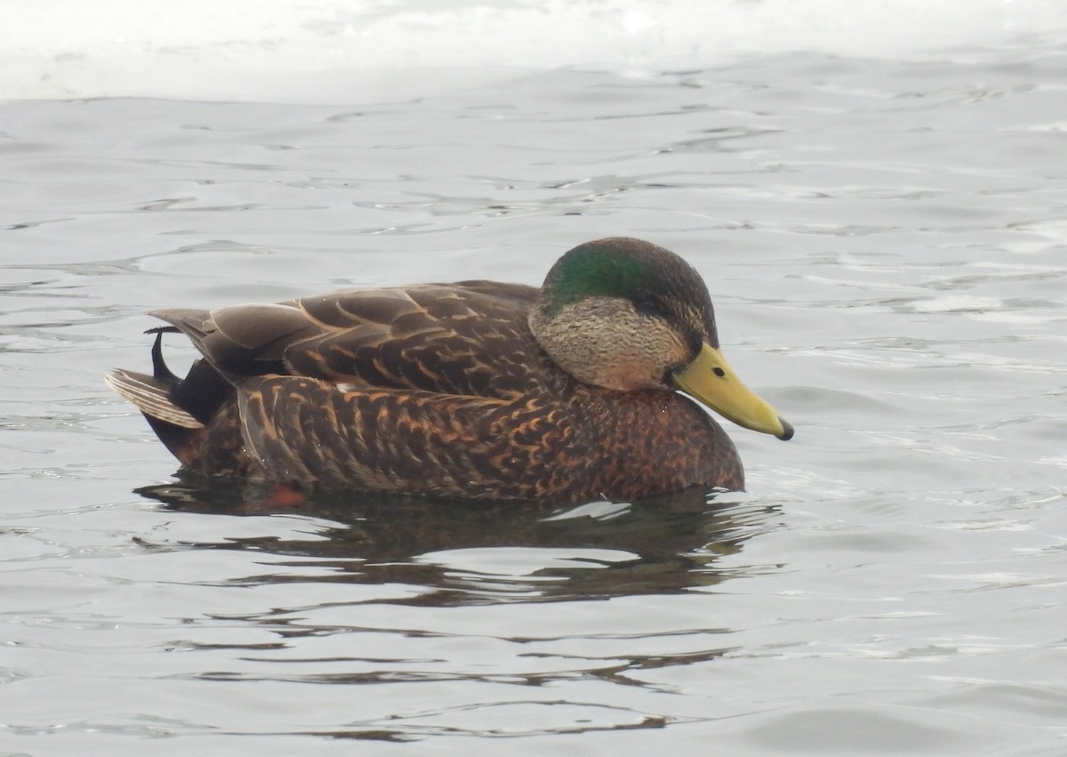 Mallard x American Black Duck (hybrid) - ML650745374