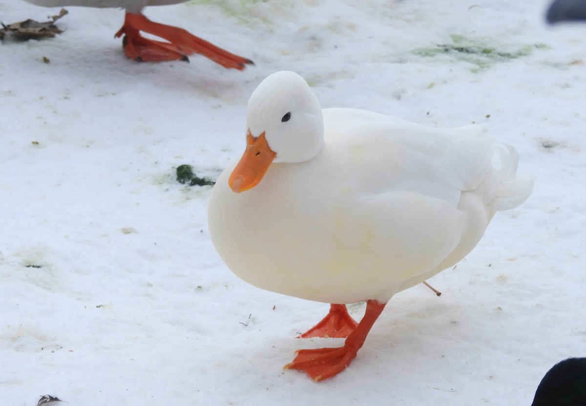 綠頭鴨(馴化) - ML650745412