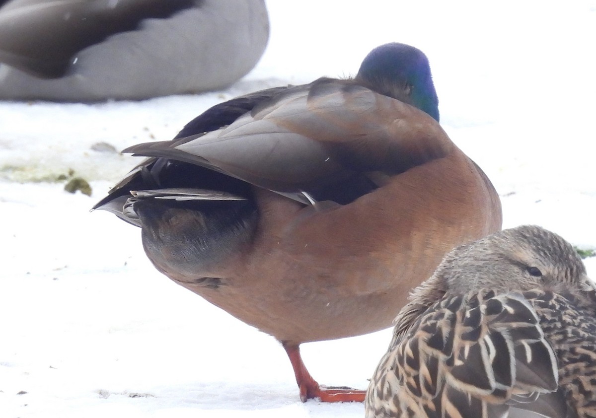 綠頭鴨(馴化) - ML650745413