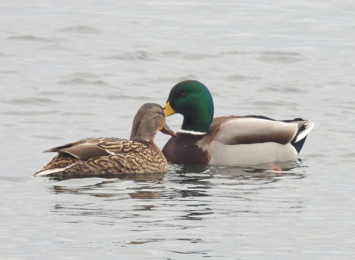 綠頭鴨 - ML650745450