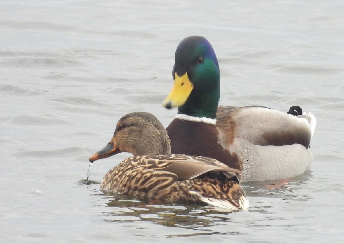 綠頭鴨 - ML650745451