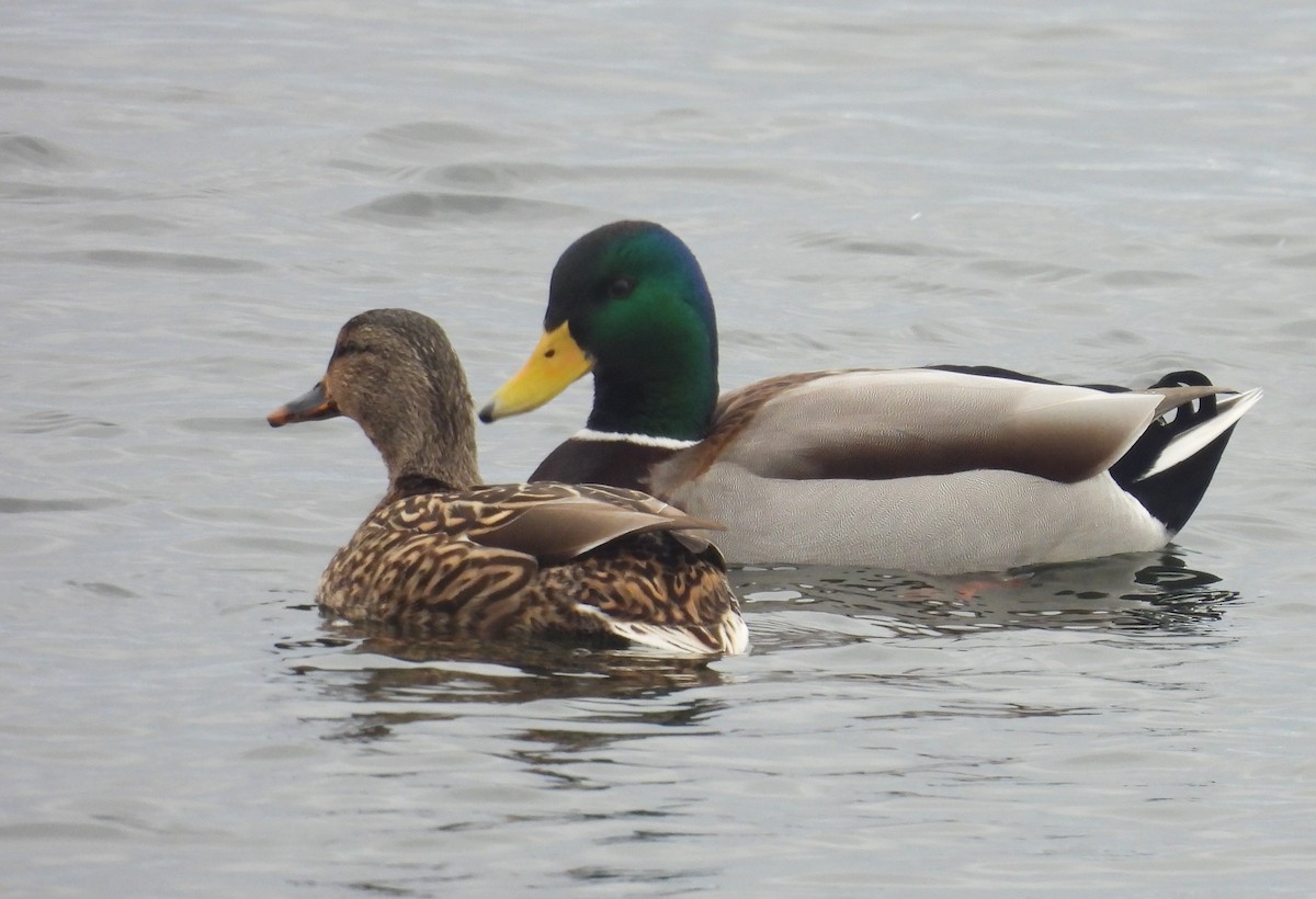 綠頭鴨 - ML650745452