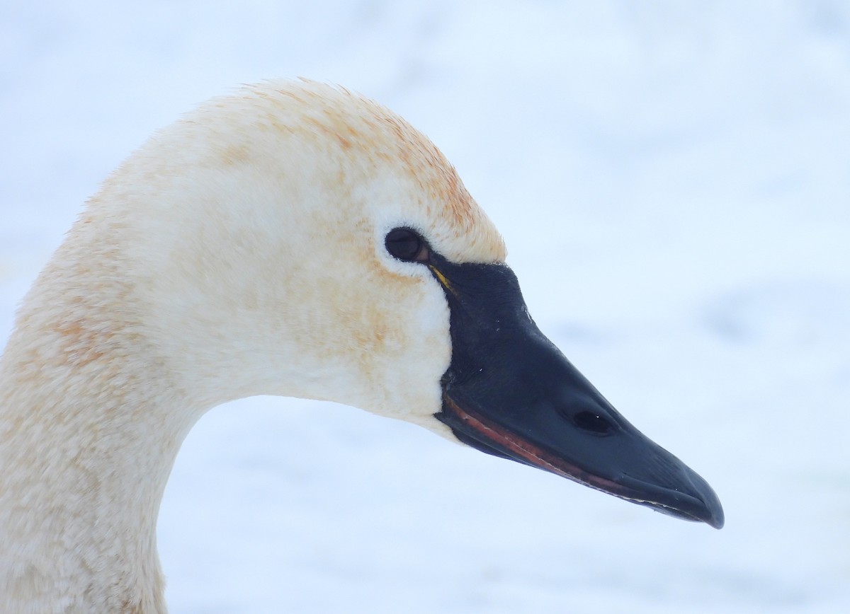 小天鵝 - ML650745511