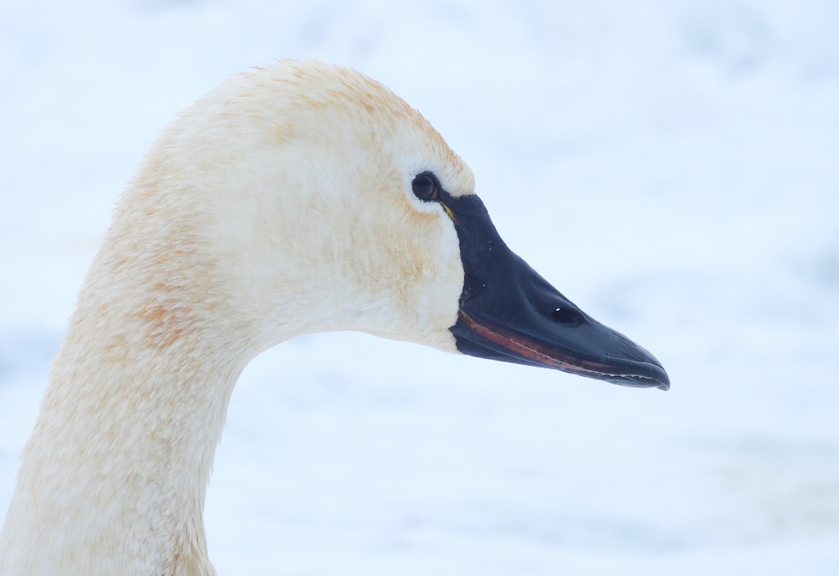 小天鵝 - ML650745512