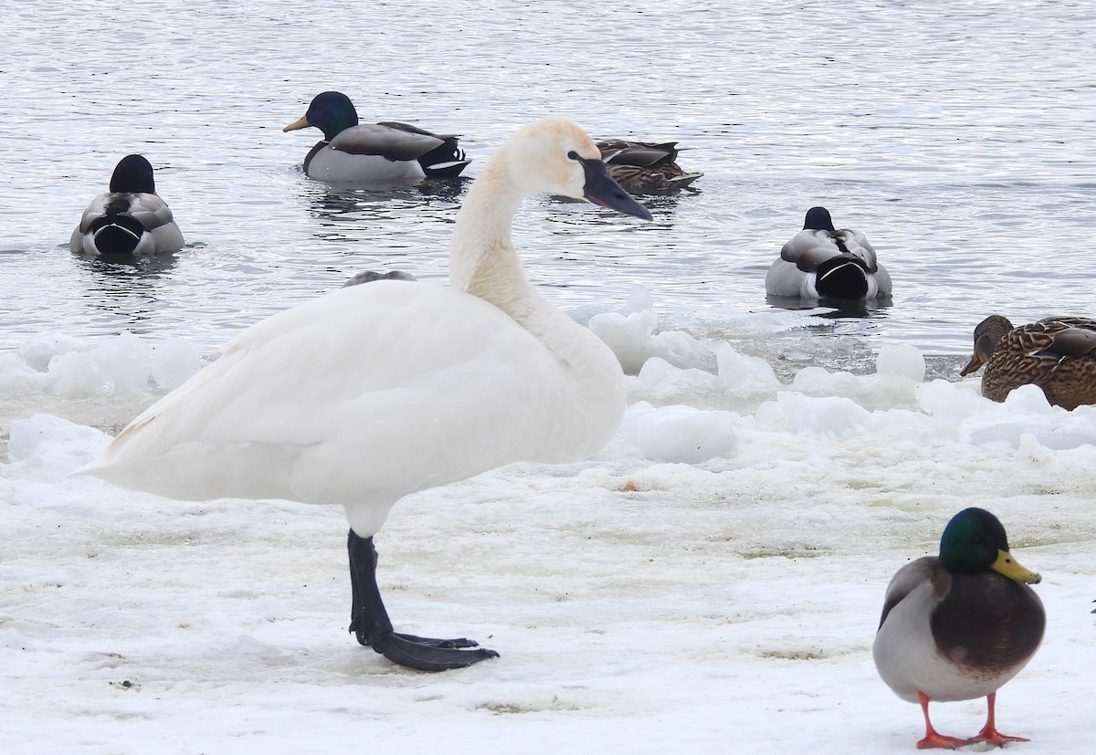 小天鵝 - ML650745513