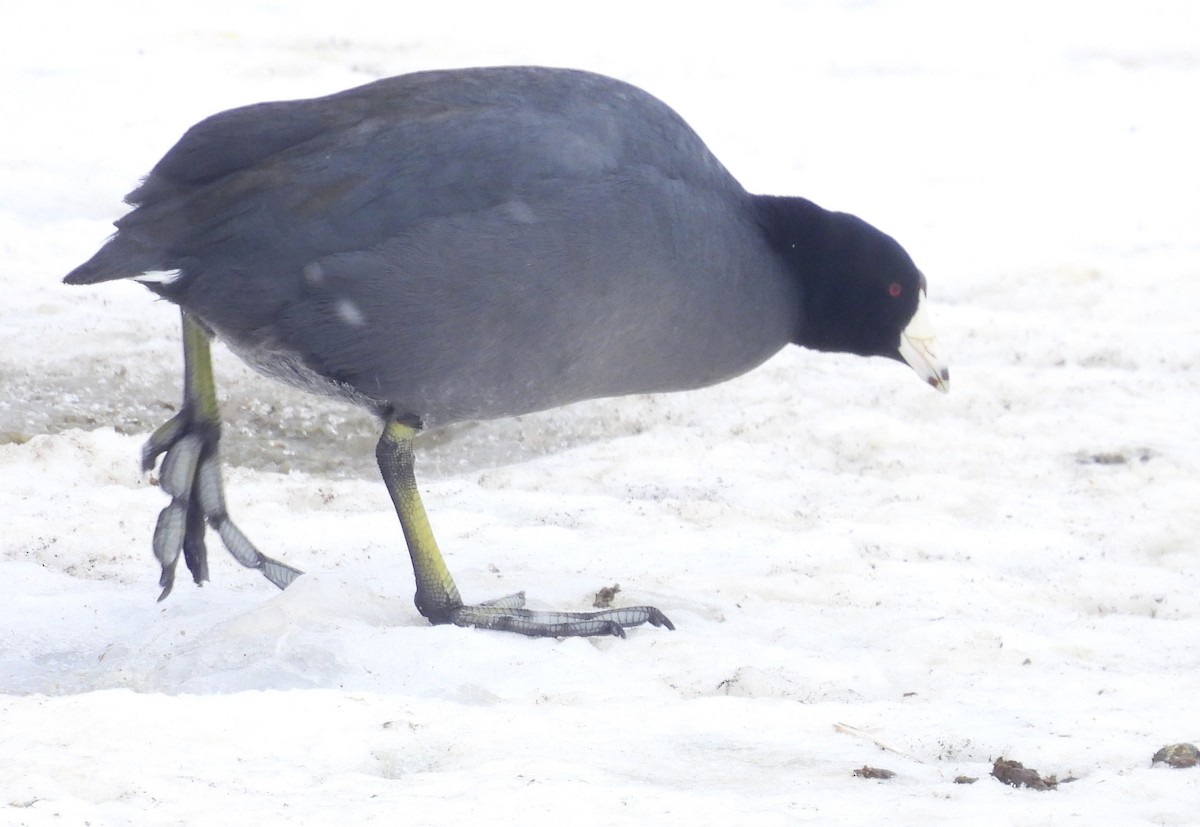 American Coot - ML650745534
