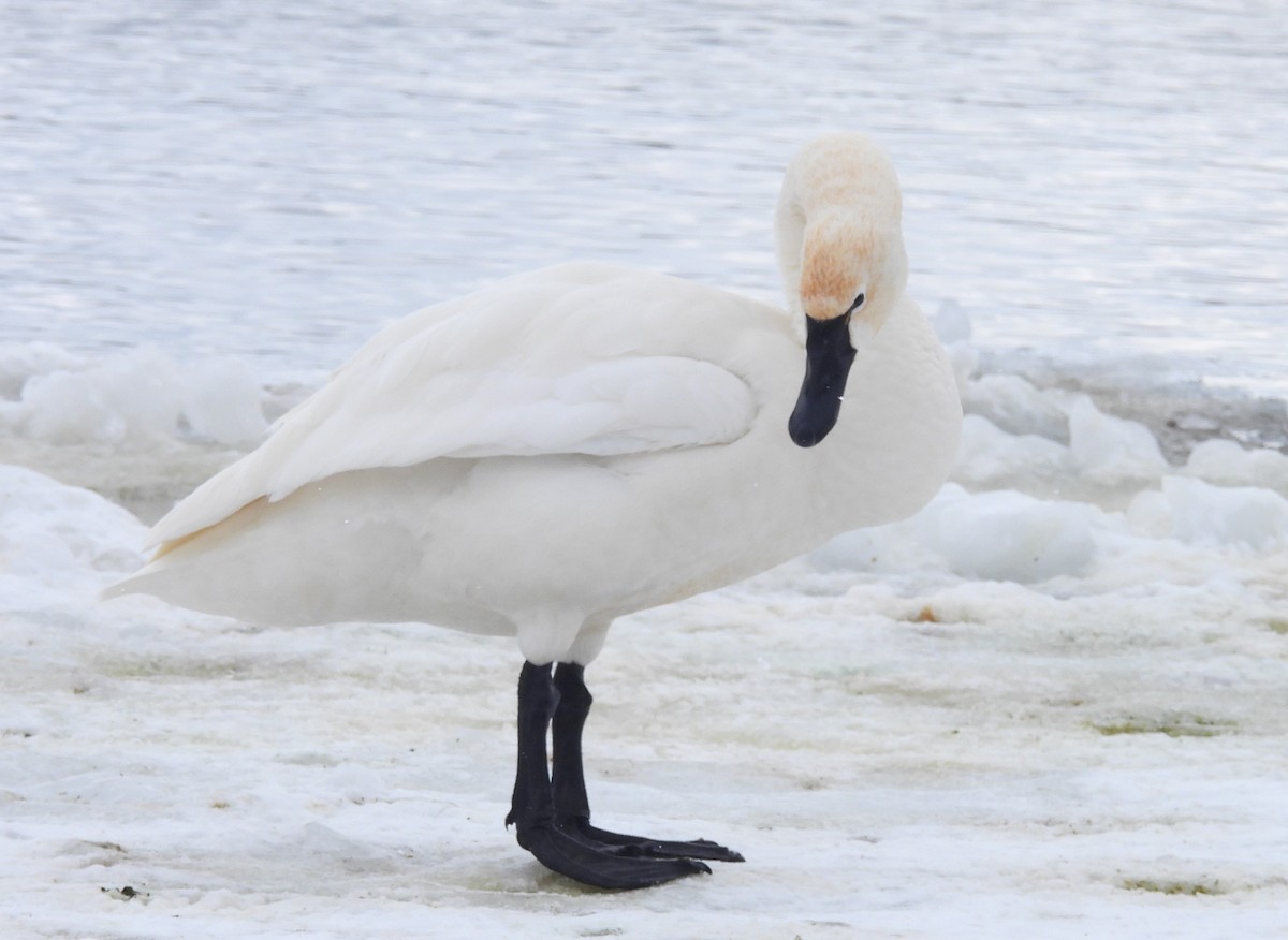 小天鵝 - ML650745592