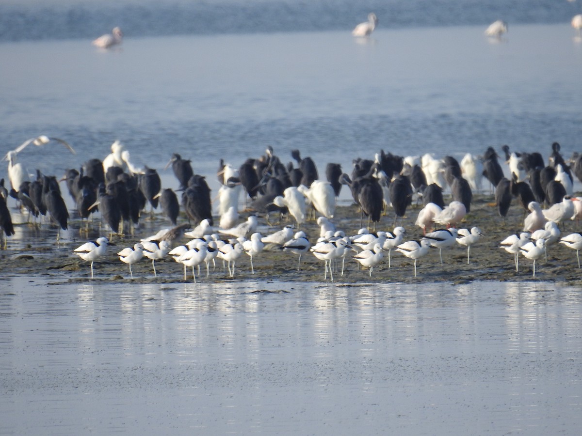 Crab-Plover - ML650745596