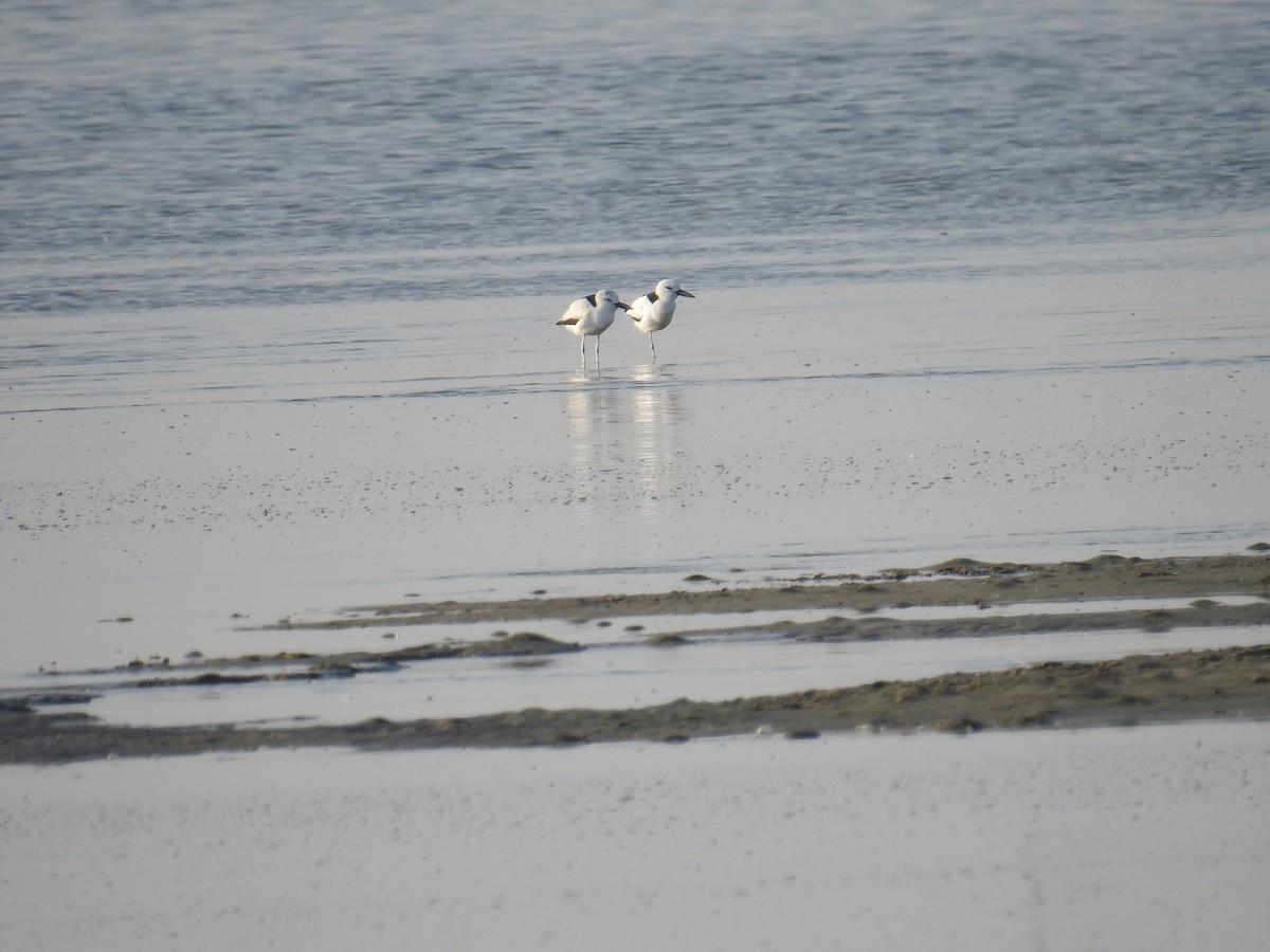 Crab-Plover - ML650745597