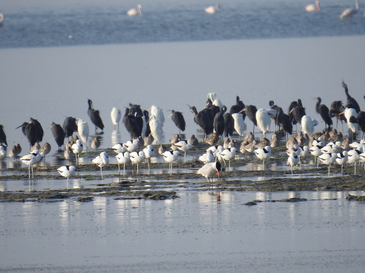 Crab-Plover - ML650745598