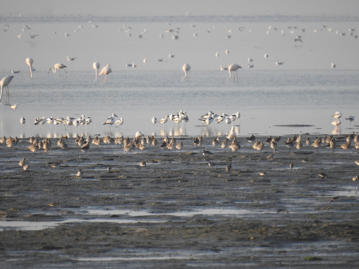 Crab-Plover - ML650745599