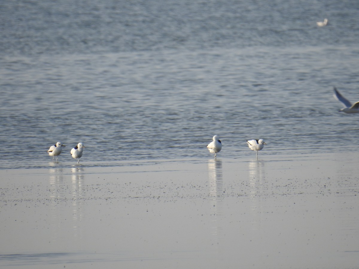 Crab-Plover - ML650745600