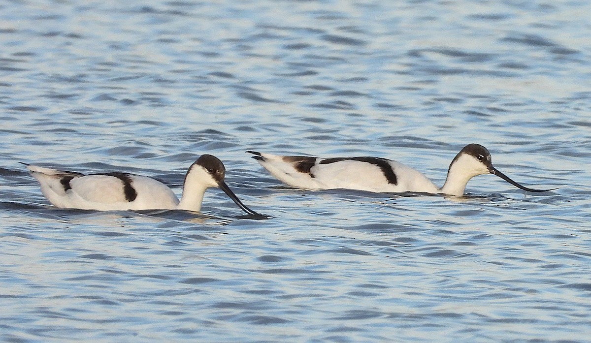 Pied Avocet - ML650745607