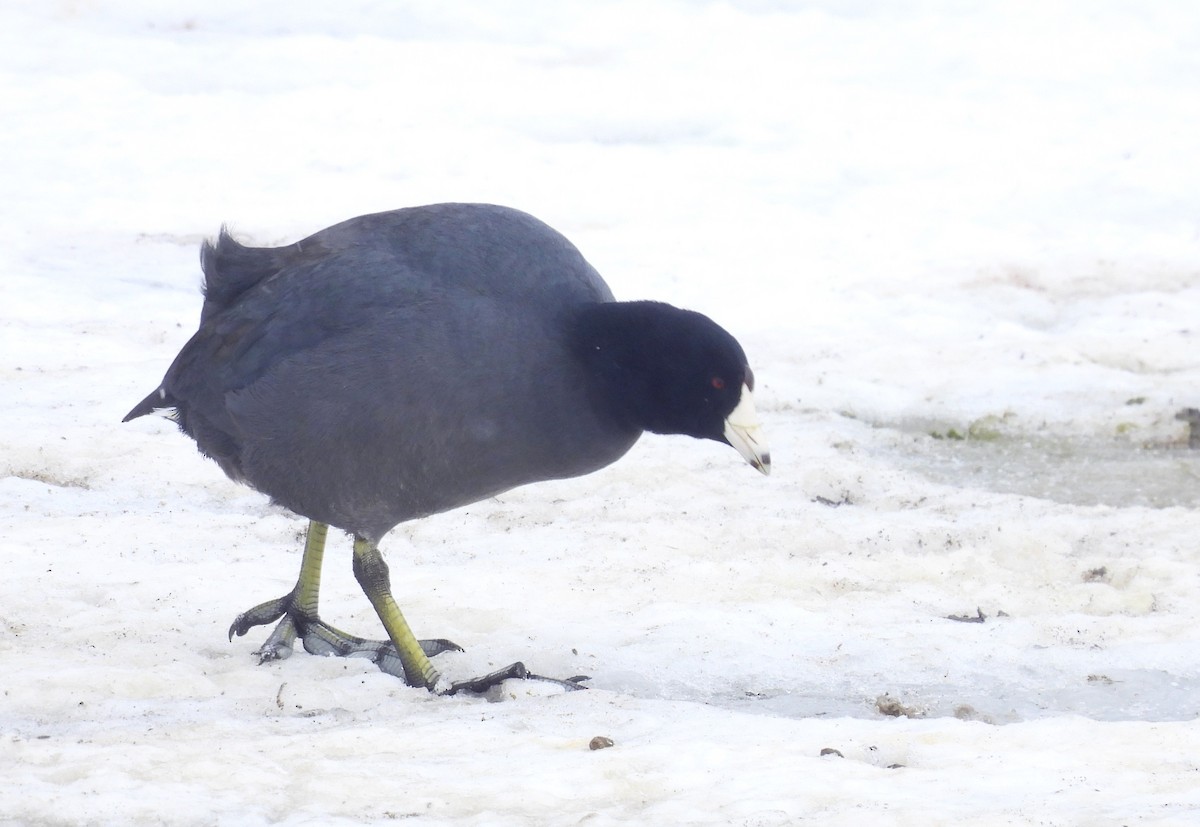 American Coot - ML650745623