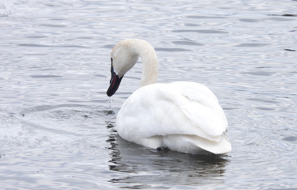 小天鵝 - ML650745705