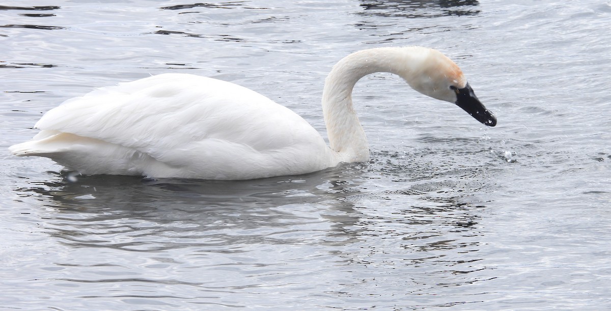 小天鵝 - ML650745706