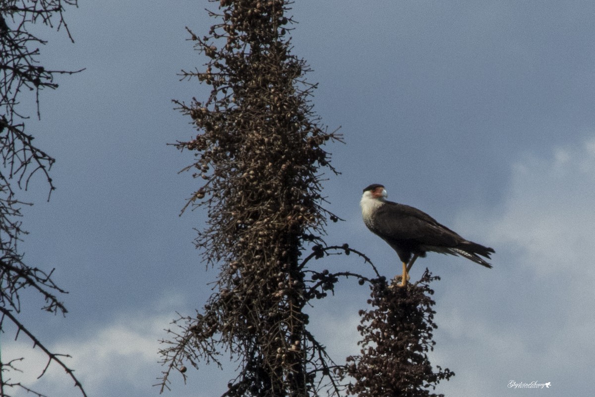 Caracara huppé (cheriway) - ML65074571