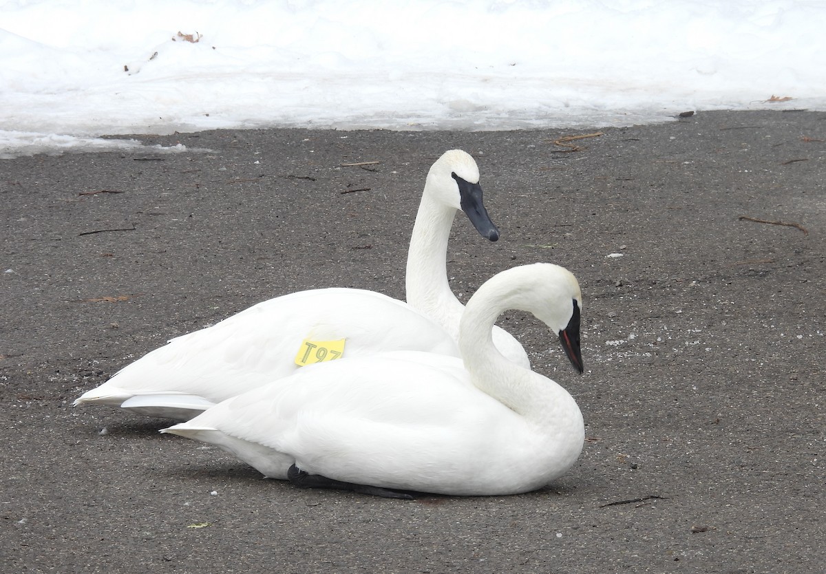 Trumpeter Swan - ML650745749