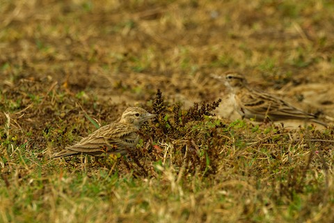 Greater Short-toed Lark media preview from Macaulay Library