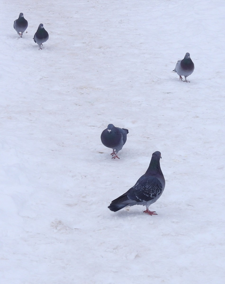 野鴿(野化) - ML650745767