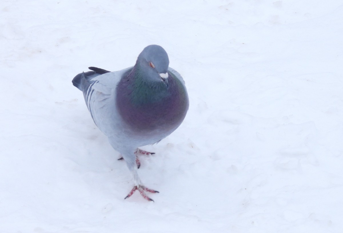 野鴿(野化) - ML650745768