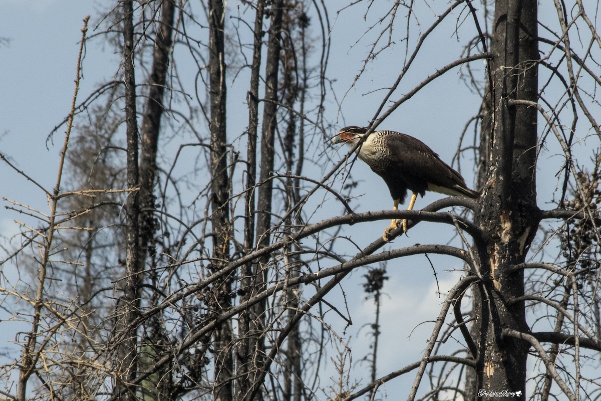 Caracara huppé (cheriway) - ML65074581