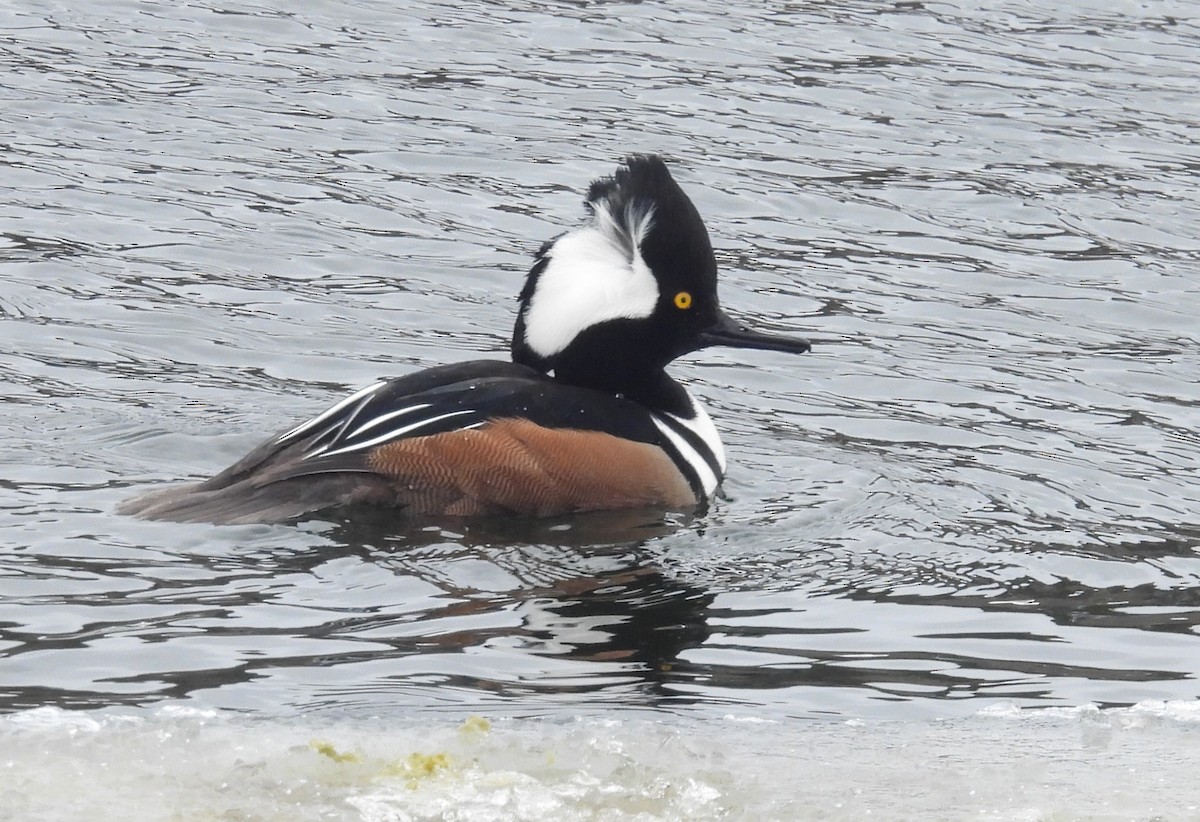Hooded Merganser - ML650745816