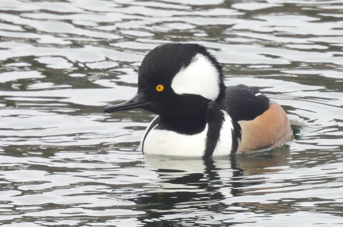 Hooded Merganser - ML650745844