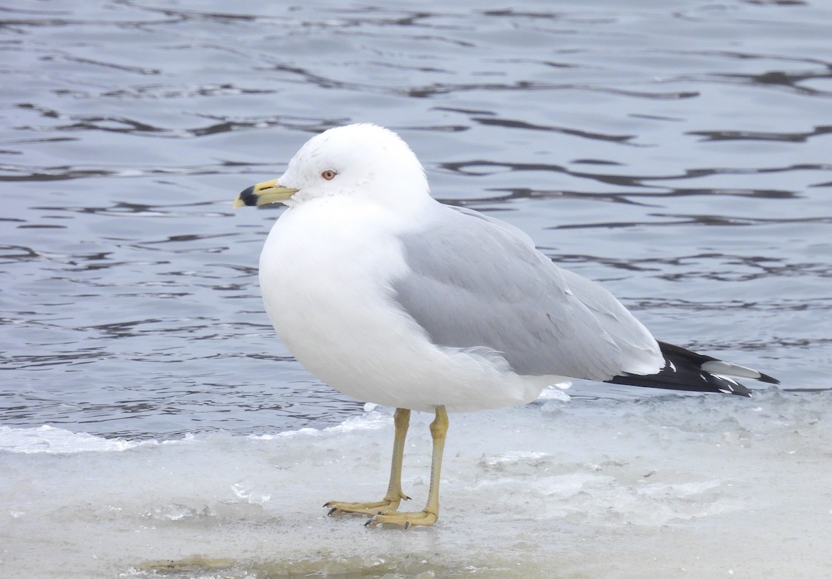 Ring-billed Gull - ML650745874
