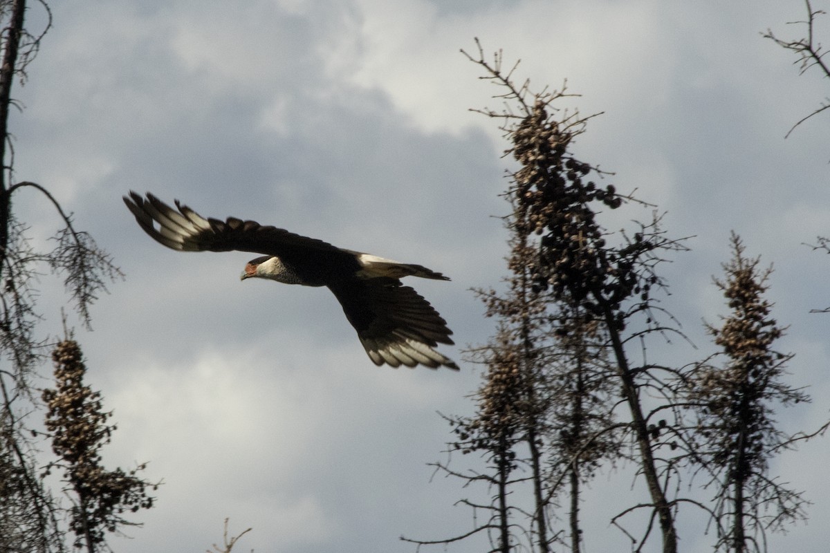 Caracara huppé (cheriway) - ML65074591