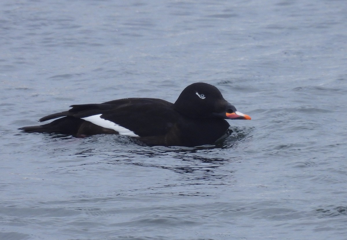 White-winged Scoter - ML650745937