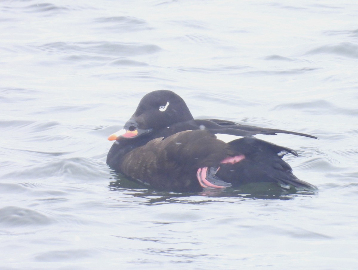 White-winged Scoter - ML650745938
