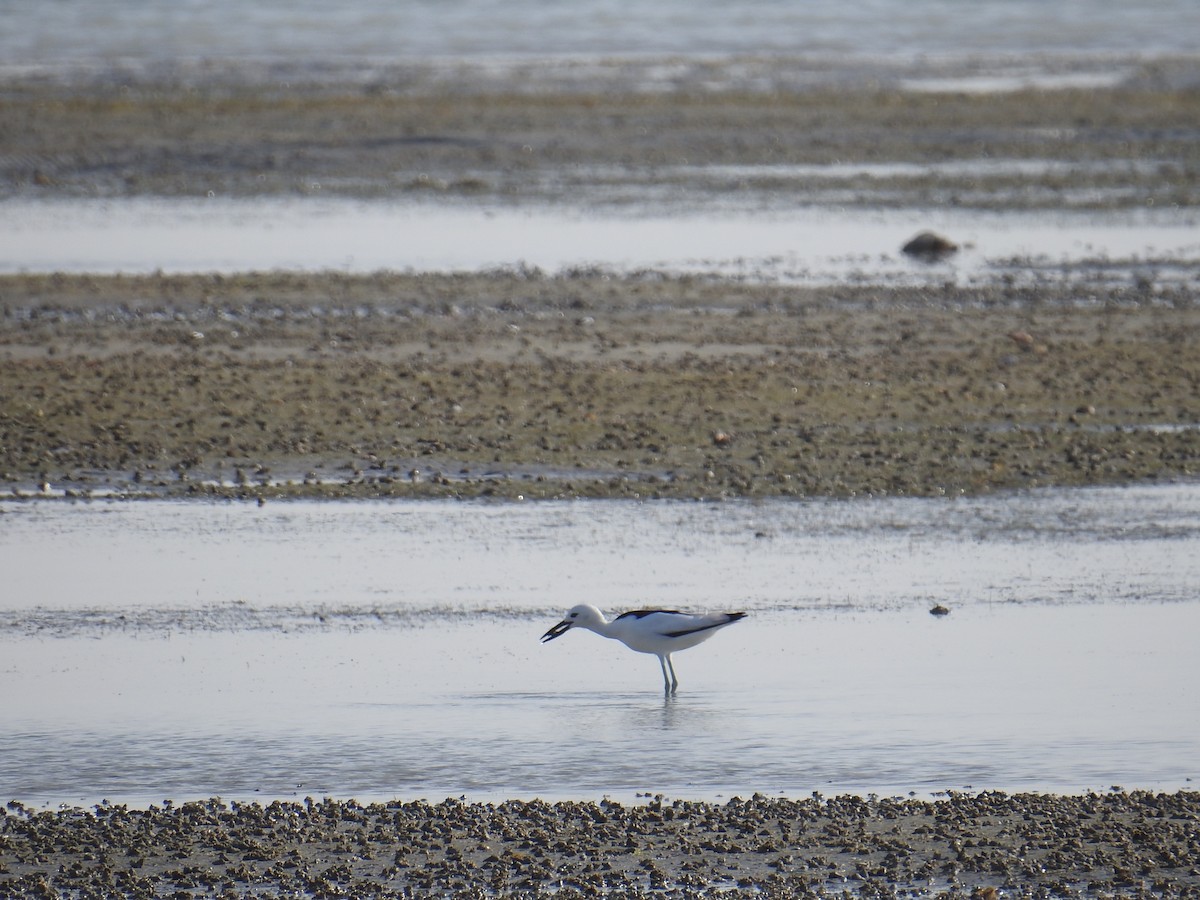 Crab-Plover - ML650746333