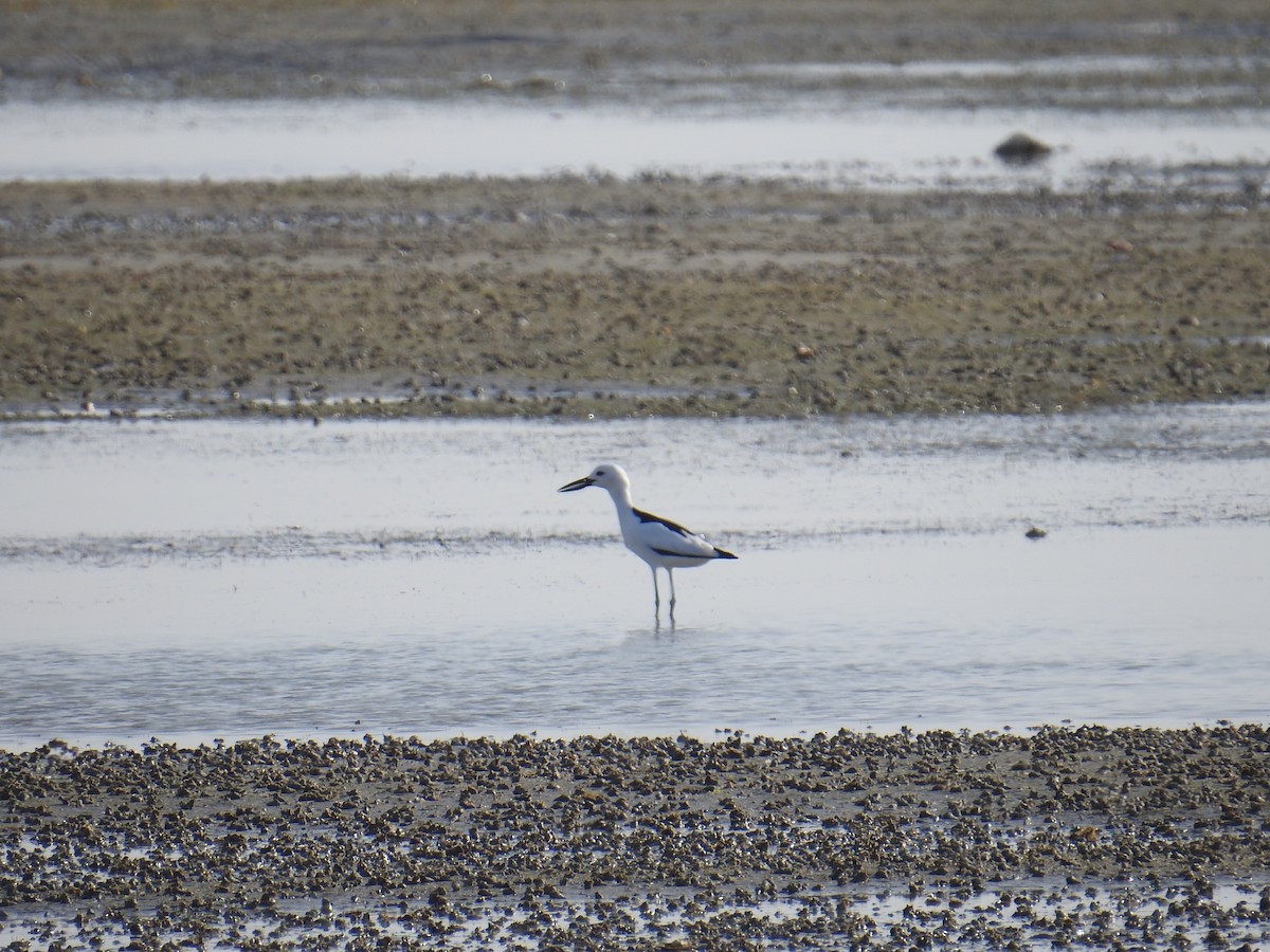 Crab-Plover - ML650746334
