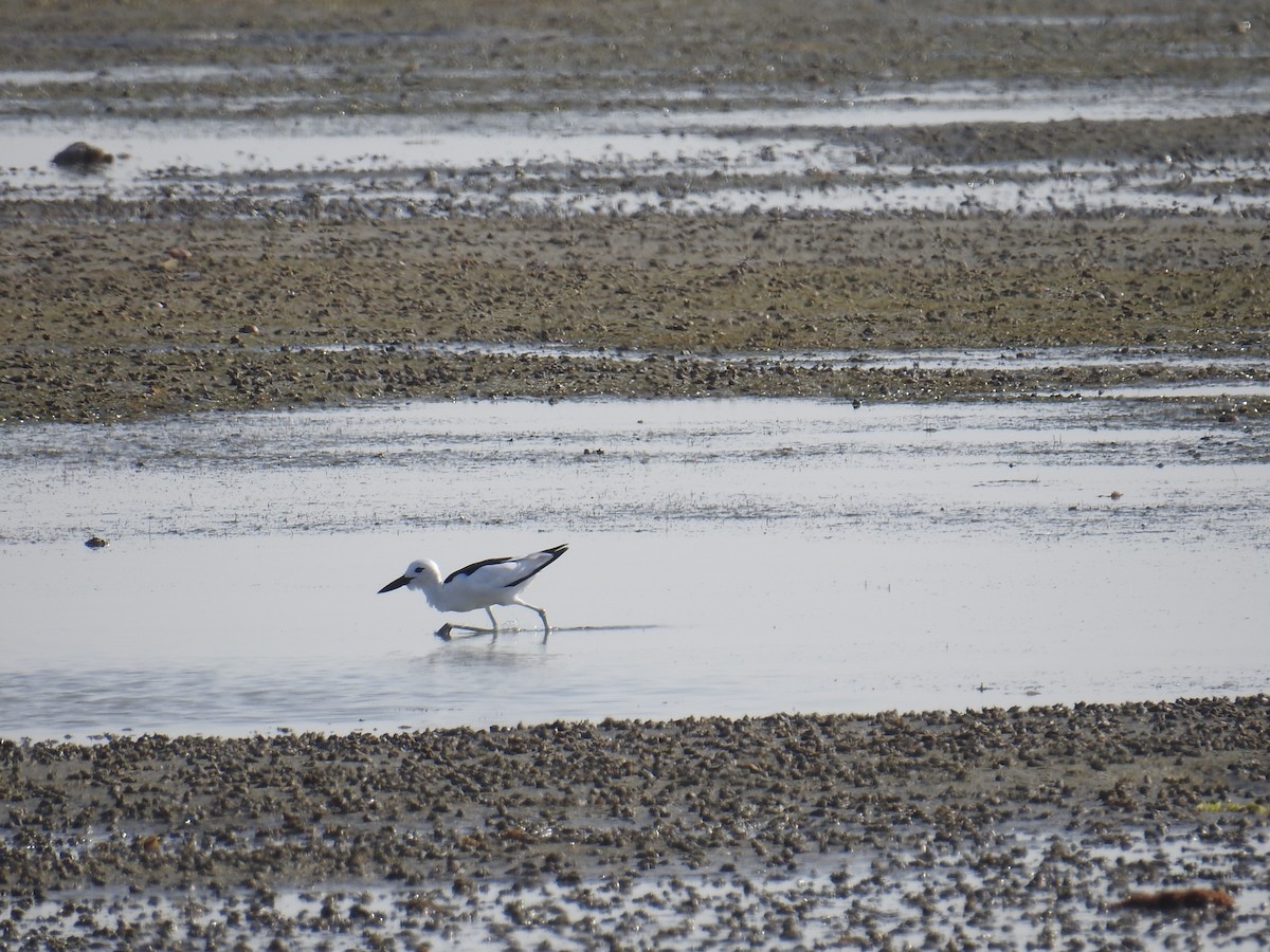 Crab-Plover - ML650746335