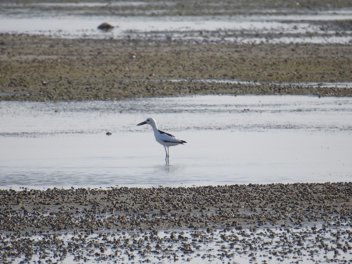 Crab-Plover - ML650746336