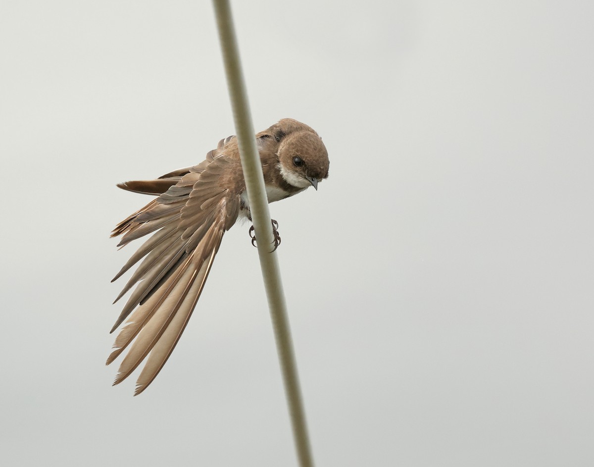 Avión Zapador - ML650746828