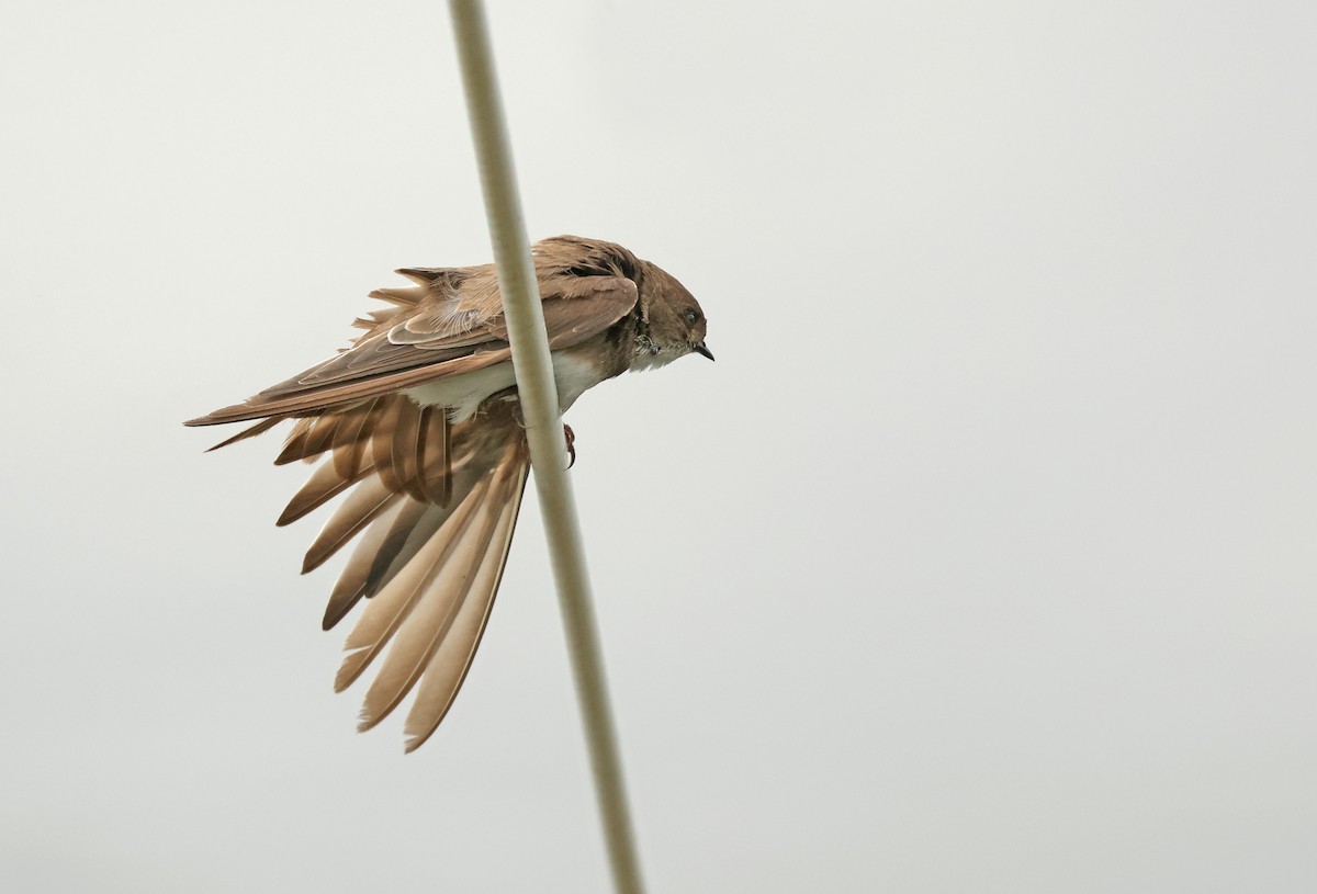 Avión Zapador - ML650746829