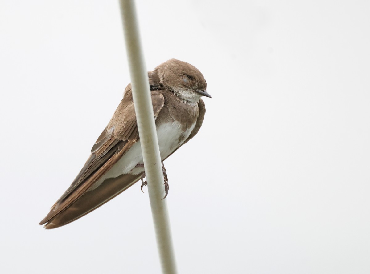 Avión Zapador - ML650746833