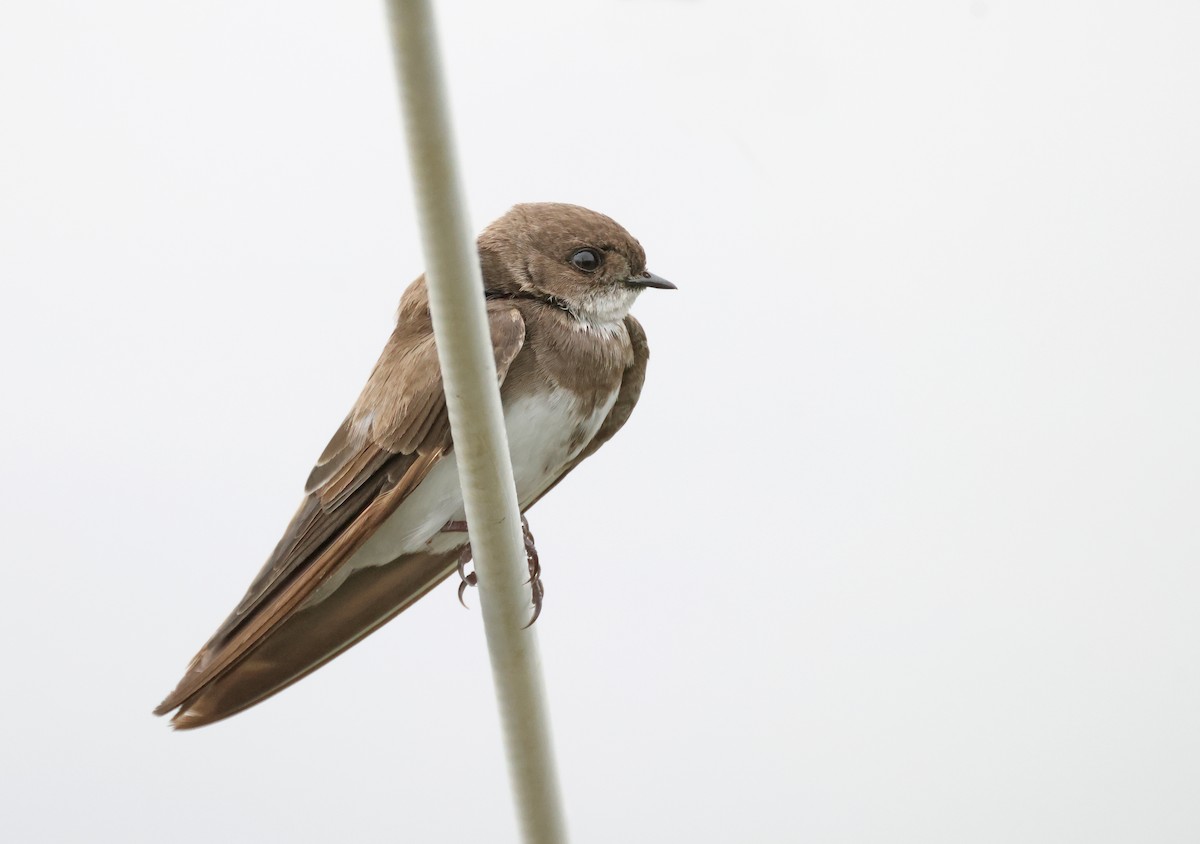 Avión Zapador - ML650746834