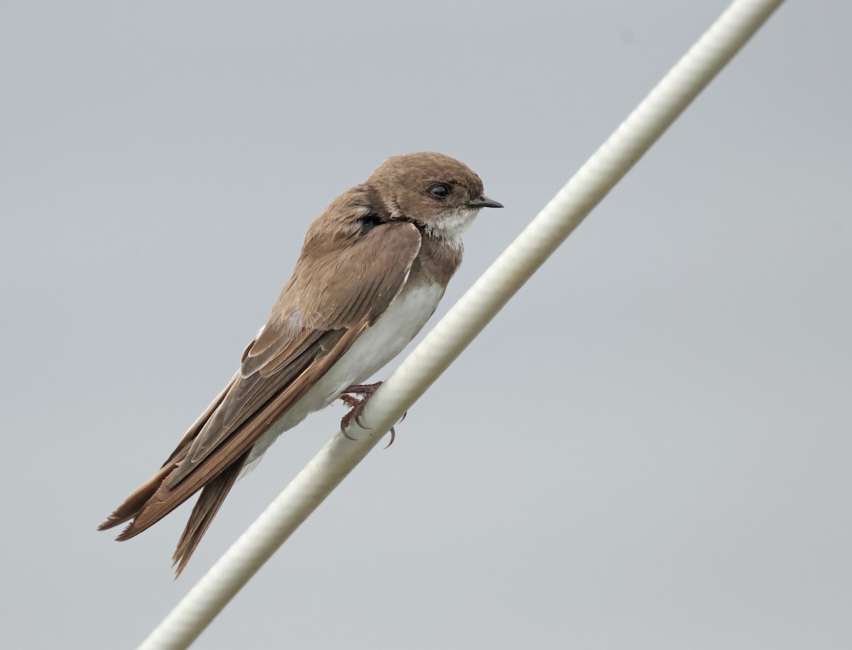 Avión Zapador - ML650746835