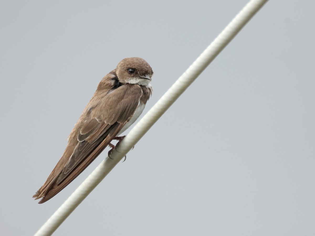 Avión Zapador - ML650746836