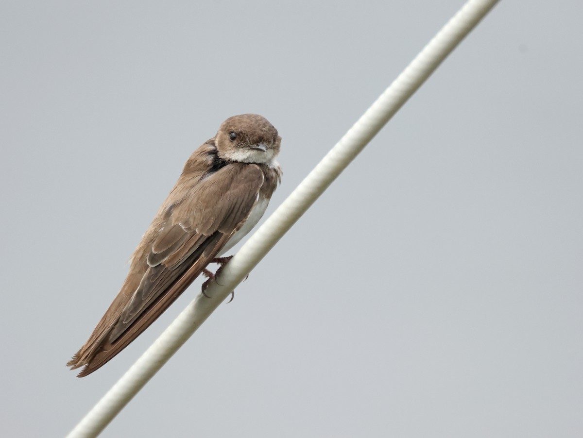 Avión Zapador - ML650746837
