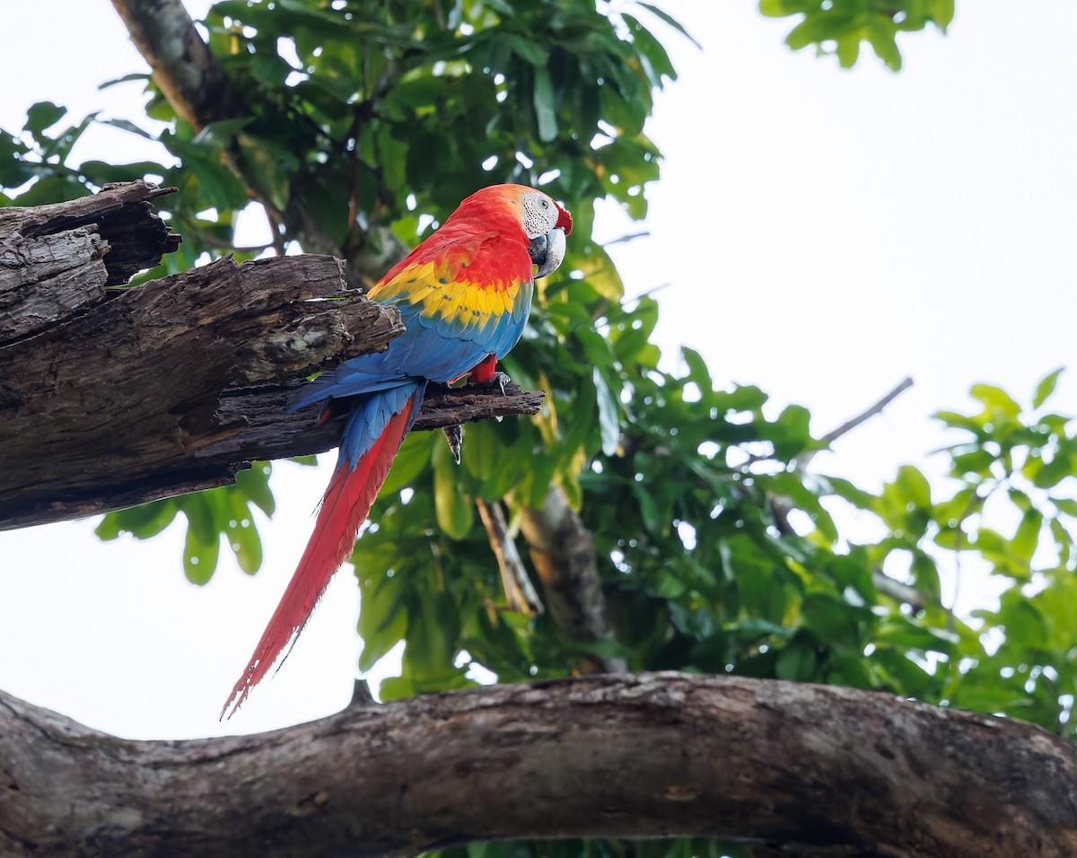 Scarlet Macaw - ML650746851