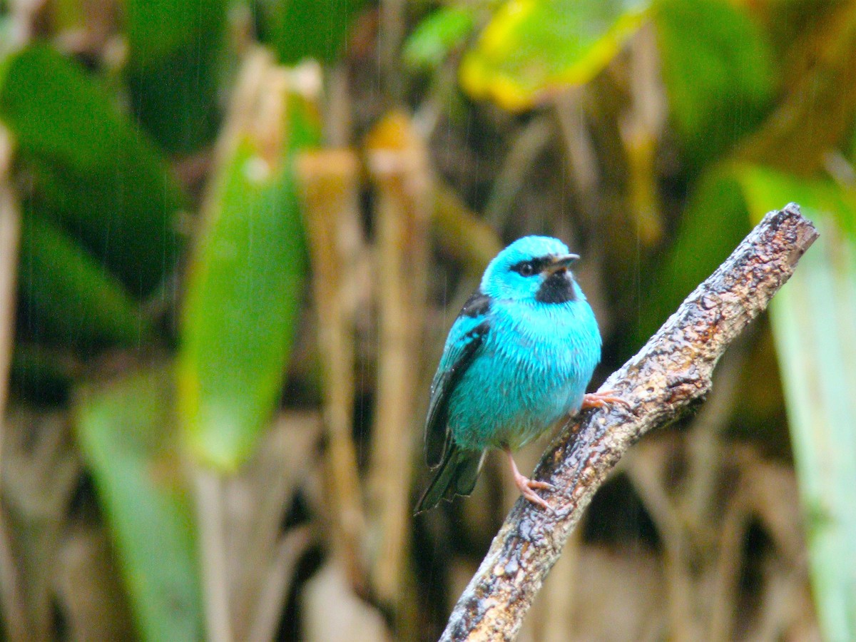 ヒワミツドリ - ML650746936