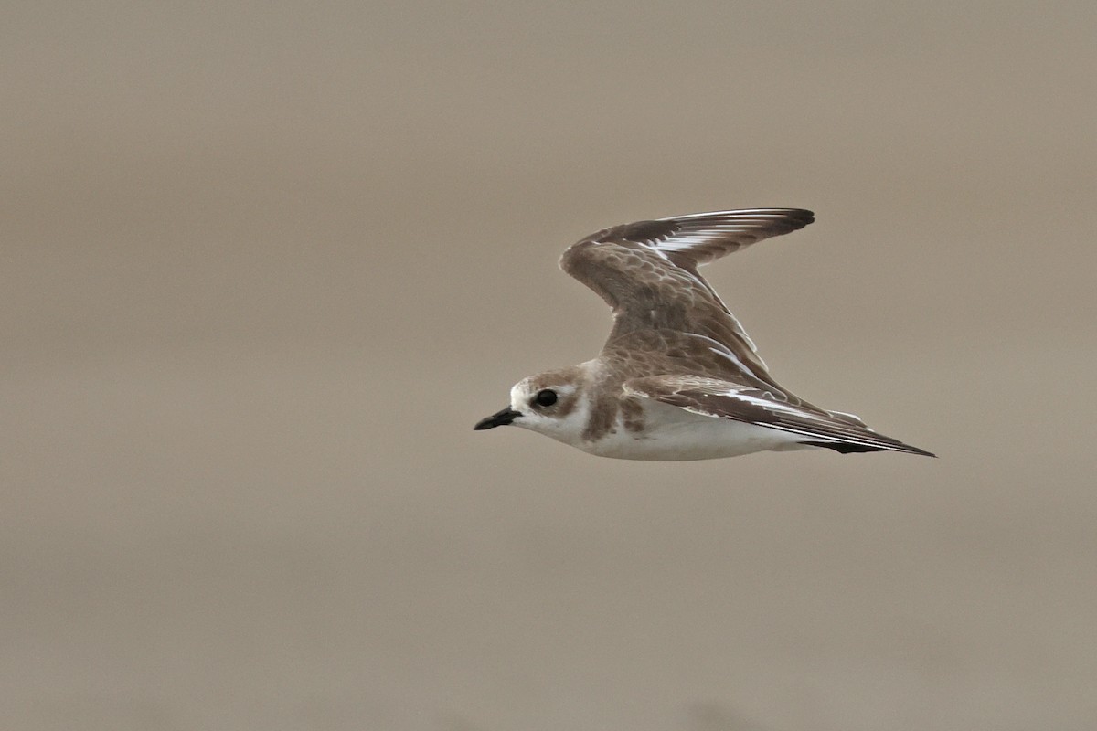 Tibet Cılıbıtı - ML650746938