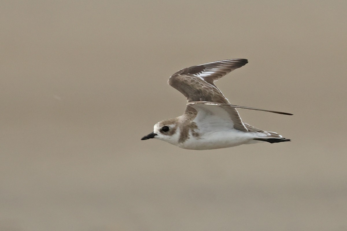 Tibet Cılıbıtı - ML650746939