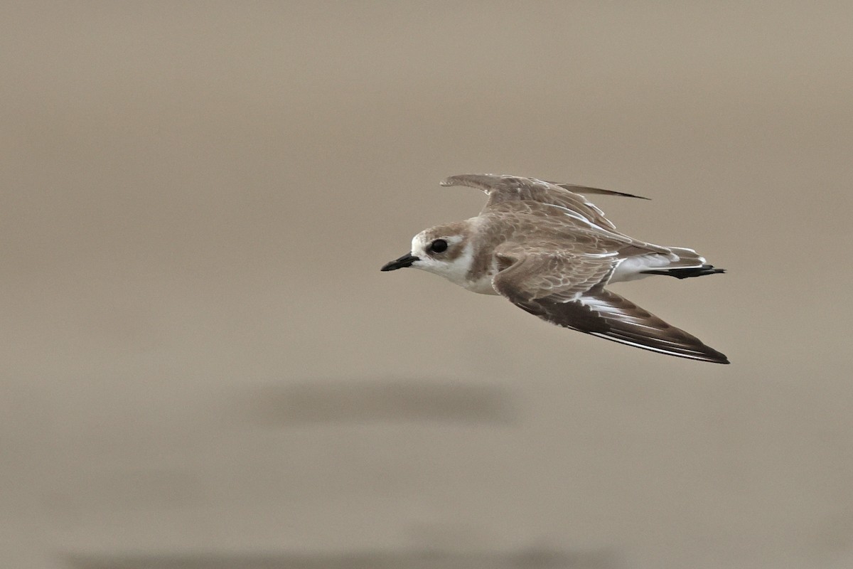 Tibet Cılıbıtı - ML650746940