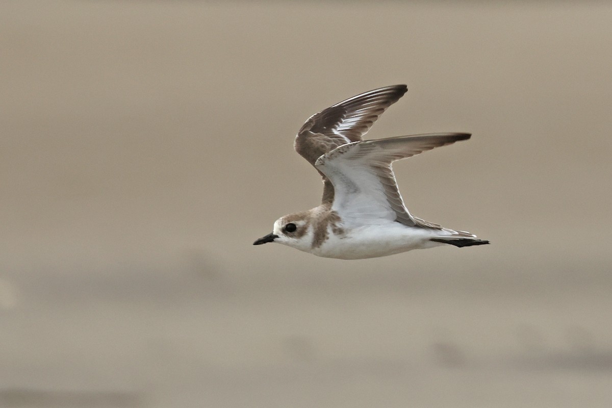 Tibet Cılıbıtı - ML650746941