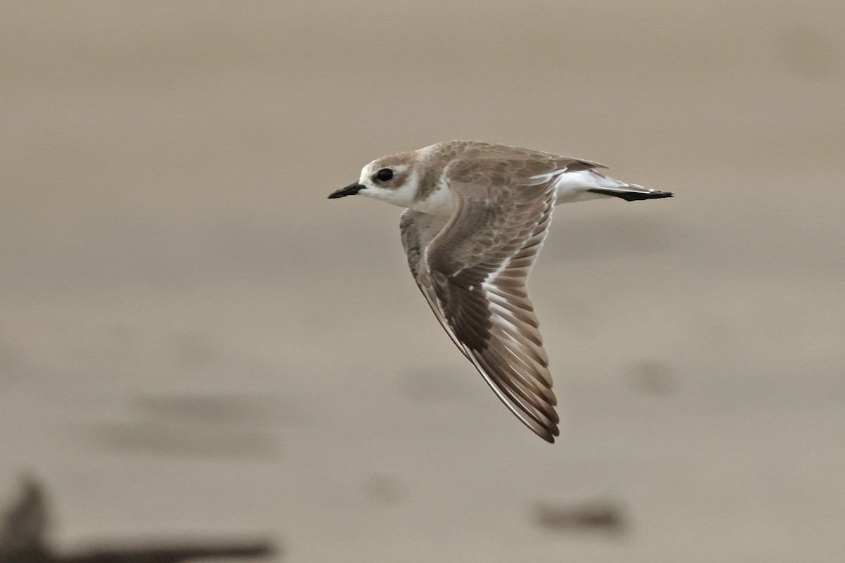 Tibet Cılıbıtı - ML650746942